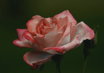 1023966