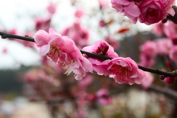 _MG_0960899.JPG