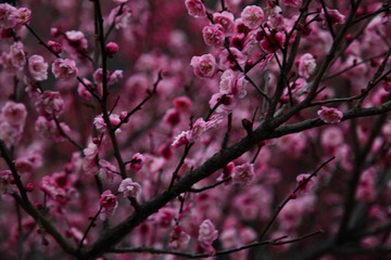 IMG_3646899.JPG