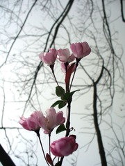 P1050280.jpg