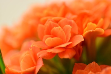 DSC_0085.JPG