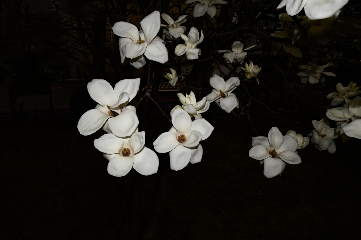 控制光比拍摄黑背景反衬鲜花幽静简约之美