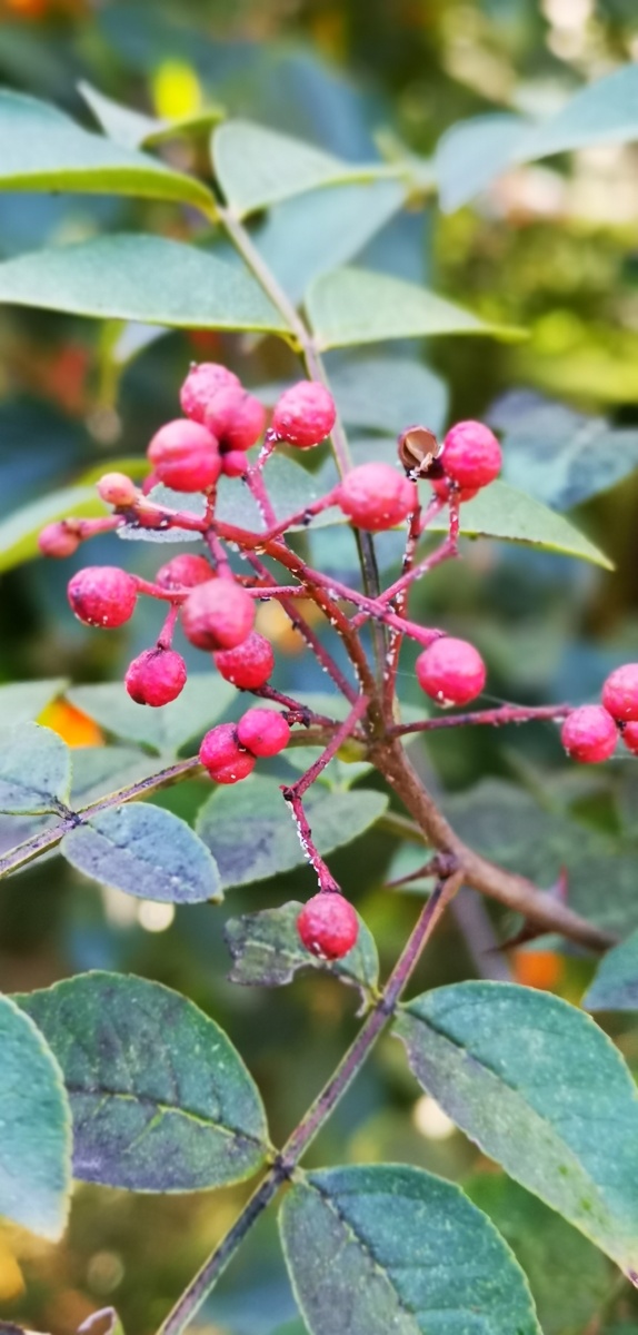 花椒含珠吐玉紫袍新锐刺难消赤子魂烹炒煮蒸浑不惧只留香气满乾坤