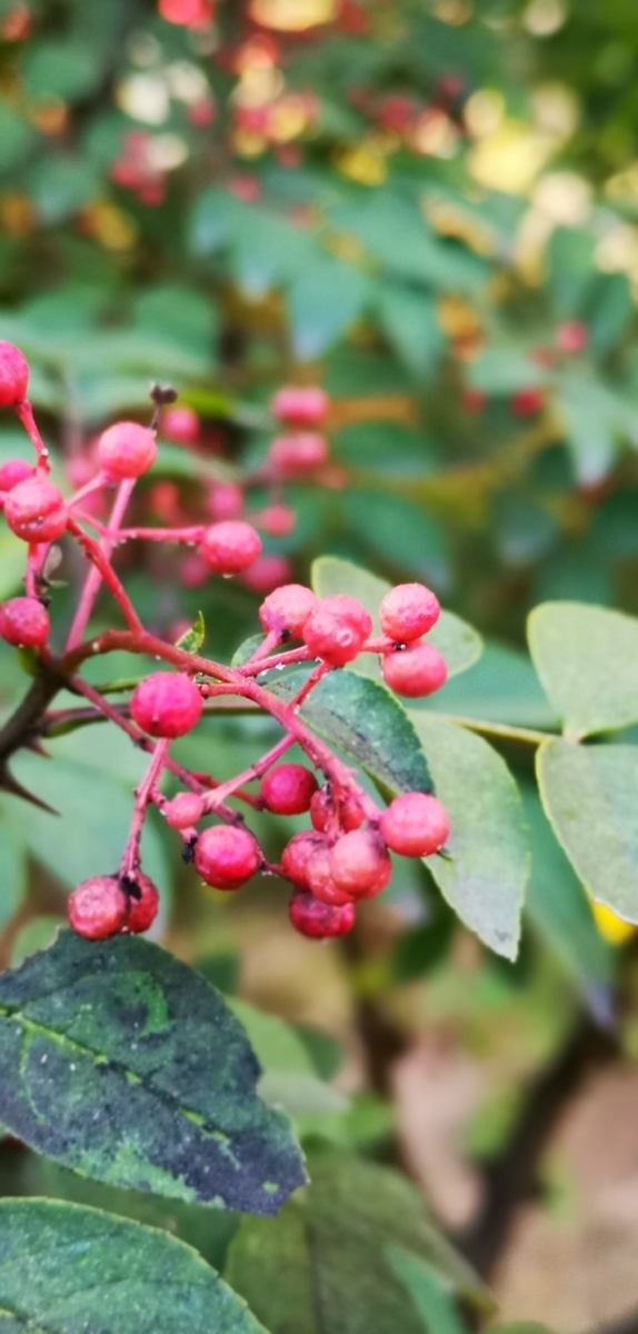 花椒含珠吐玉紫袍新锐刺难消赤子魂烹炒煮蒸浑不惧只留香气满乾坤