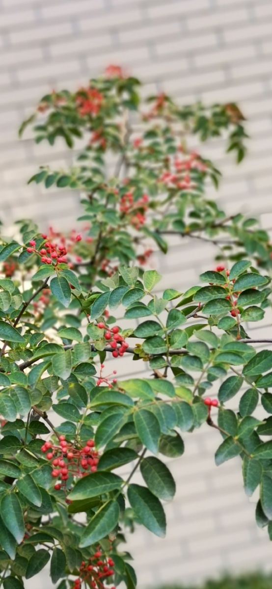 花椒含珠吐玉紫袍新锐刺难消赤子魂烹炒煮蒸浑不惧只留香气满乾坤