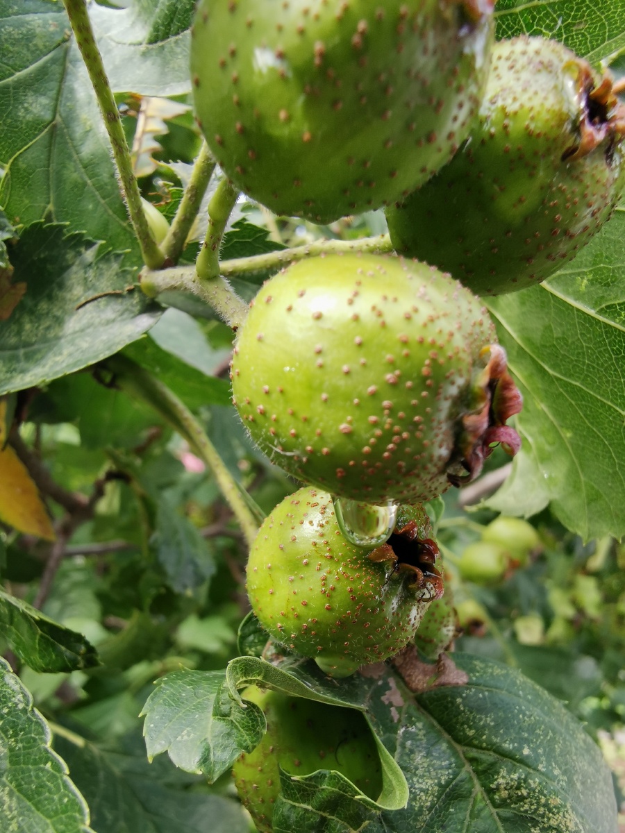 【青山楂】:立秋了,青涩的山楂果,会慢慢变红,期待着