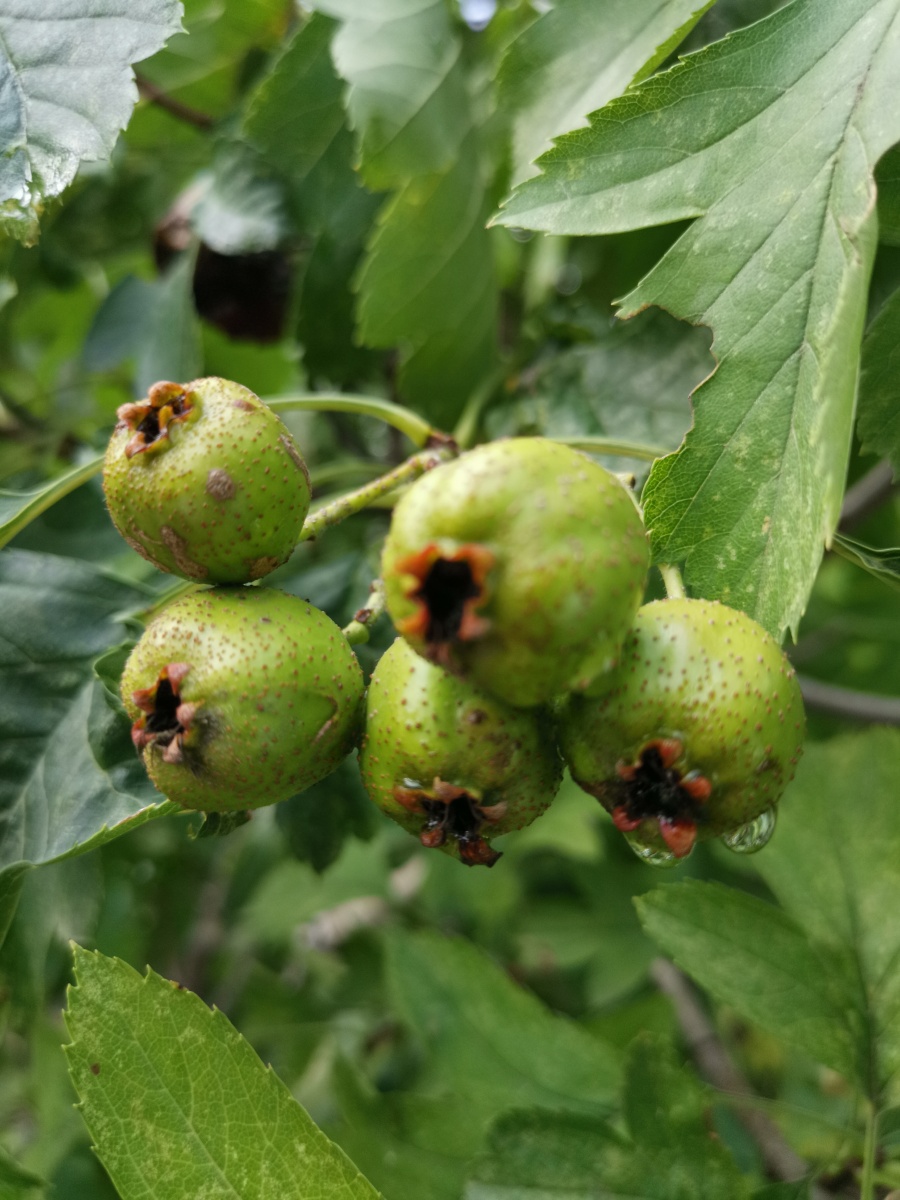 【青山楂】:立秋了,青涩的山楂果,会慢慢变红,期待着
