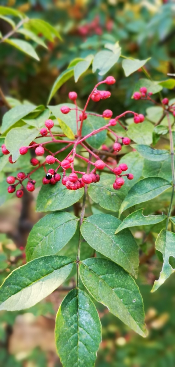 花椒含珠吐玉紫袍新锐刺难消赤子魂烹炒煮蒸浑不惧只留香气满乾坤