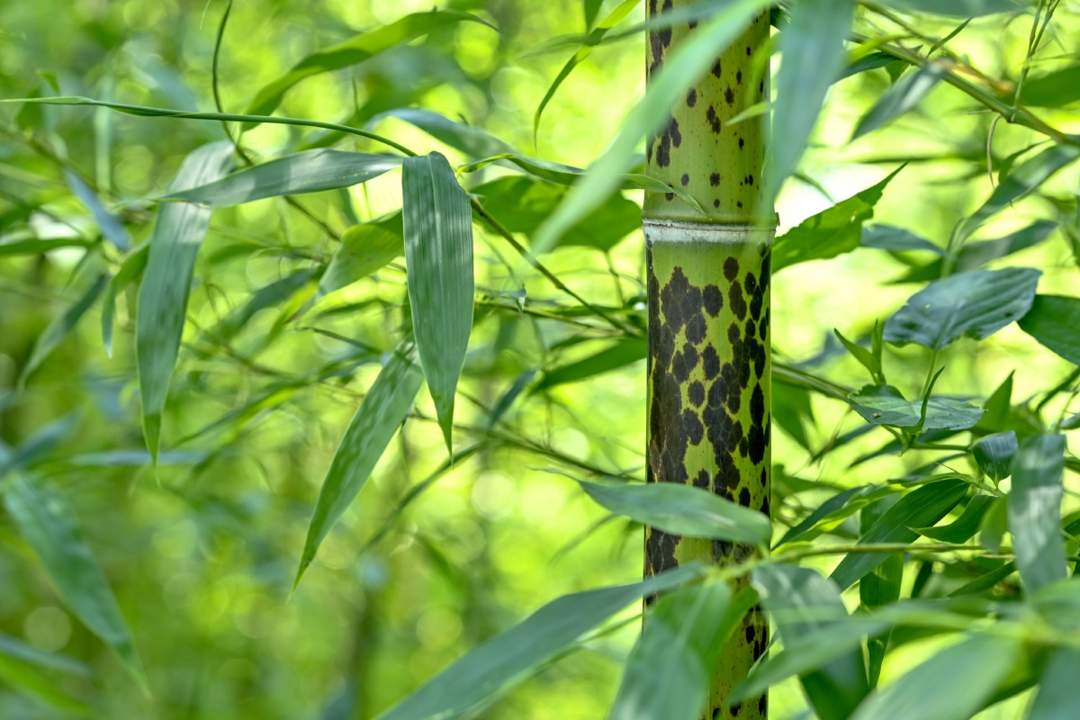 斑竹又名湘妃竹传说舜死之后他的两个妃子哀哭泪水洒遍湘水边的竹林遂