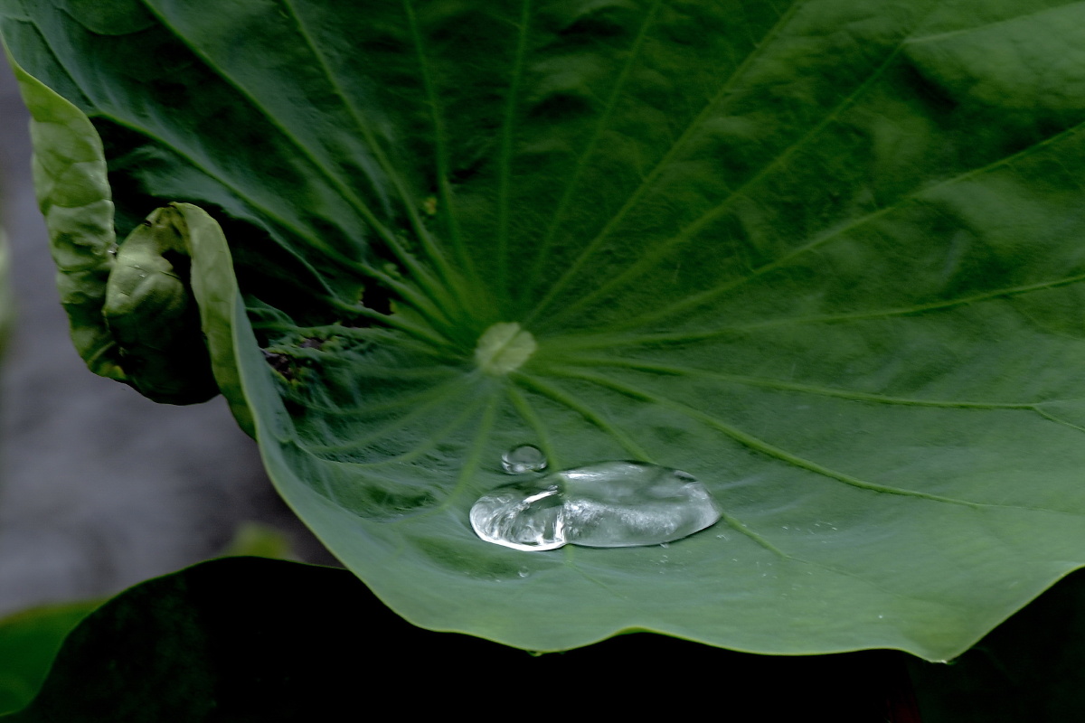 香远益清2021荷花依旧如期绽放