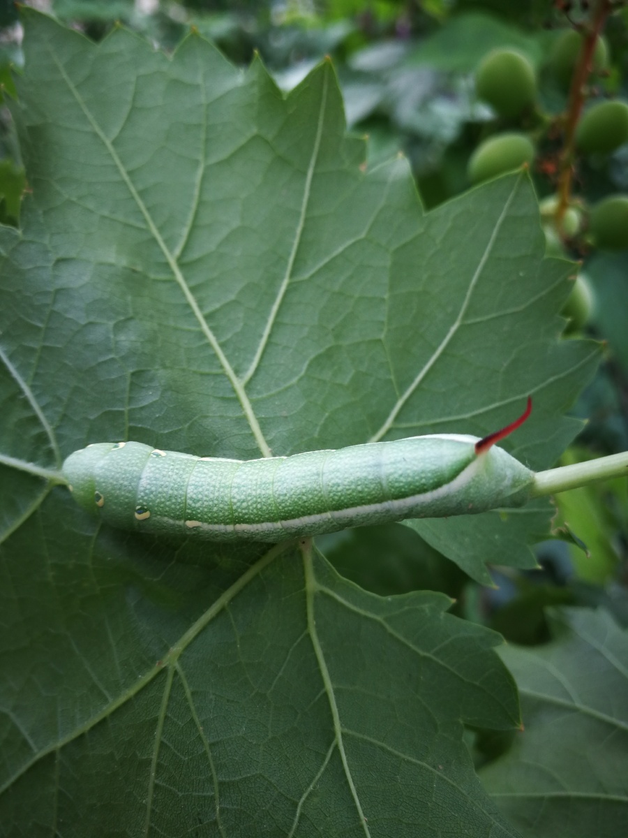 生态绿色老虎虫