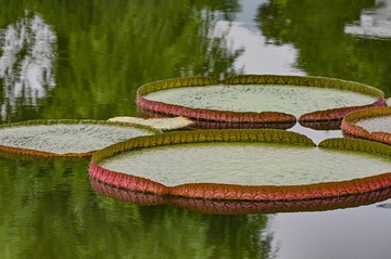 27832