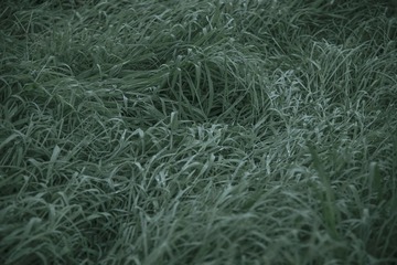 白露为霜