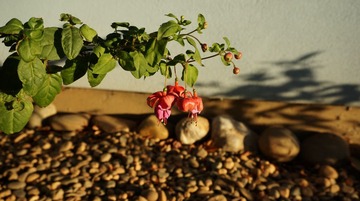 DSC00728.JPG