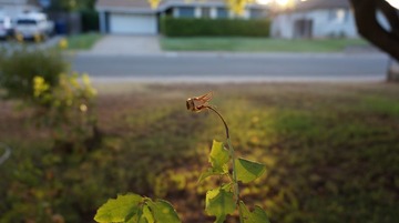 DSC00732.JPG