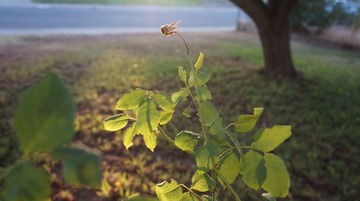 DSC00733.JPG