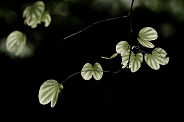 20111227-_BNP4378.jpg