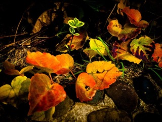 20111121-L1060279.jpg