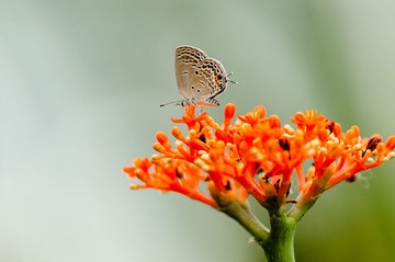 20130527-_BNP5950.jpg