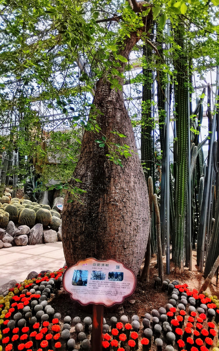 好大的弥勒佛树