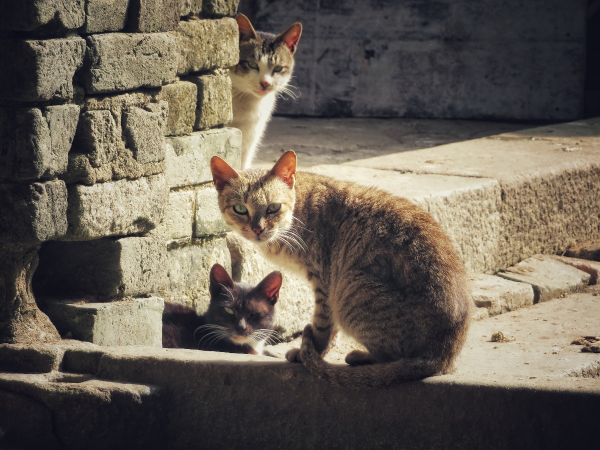 乡村小猫 - 凡心逸者