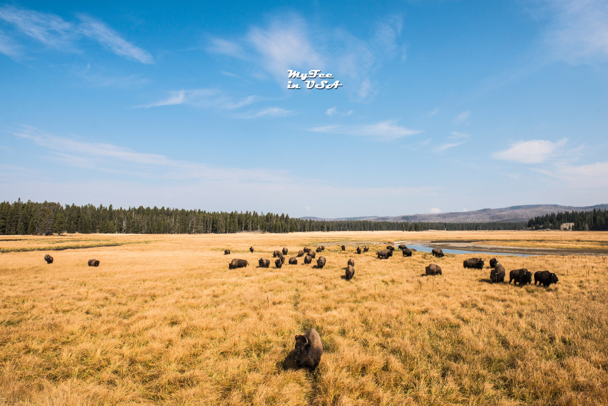 美国黄石游走在火山口