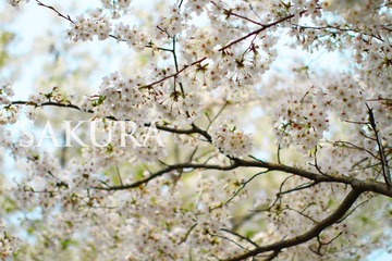 Sakura