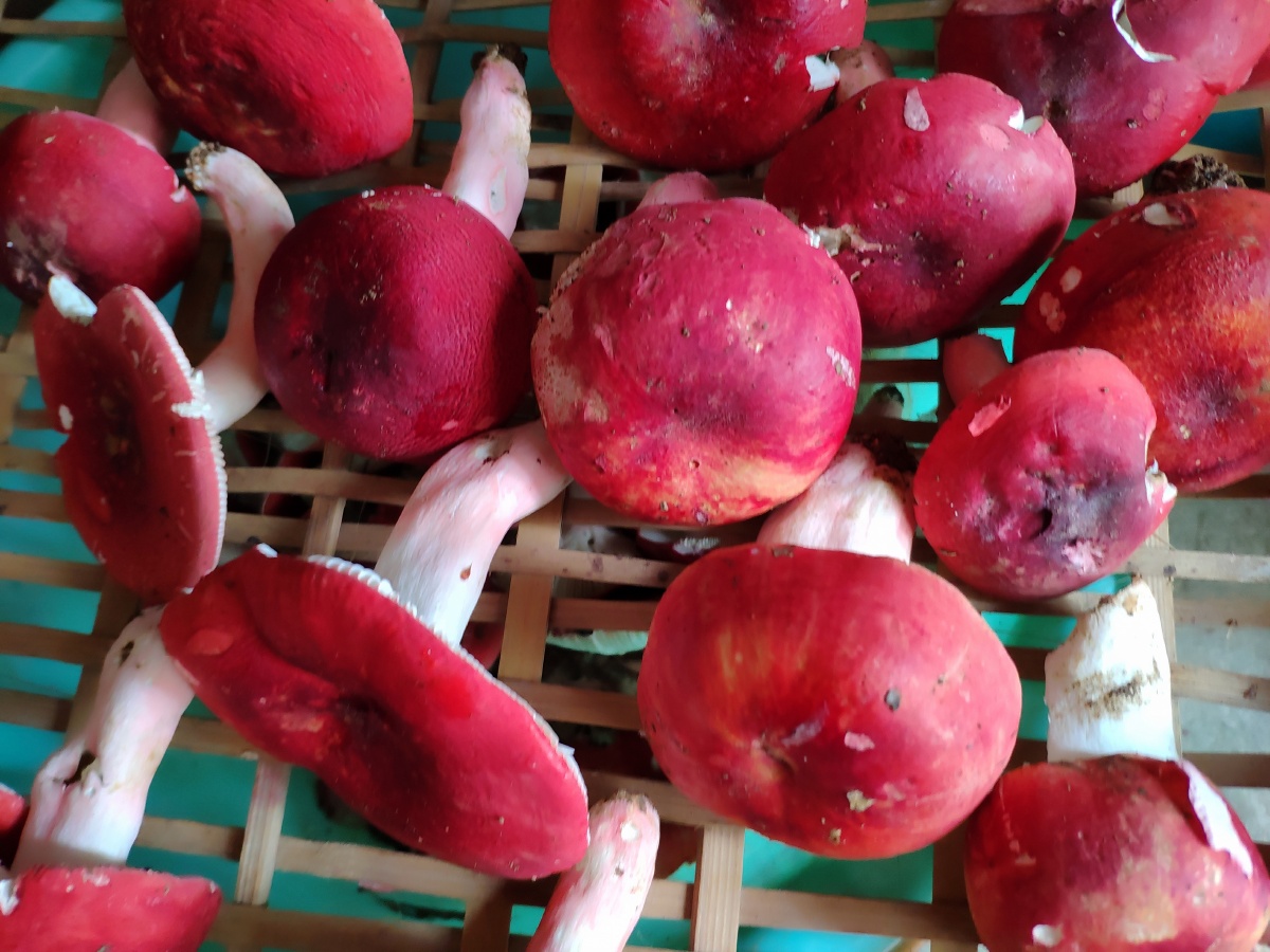 来自山村老林的野生红菌