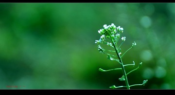 羊毛湾桃花 022_副本.jpg