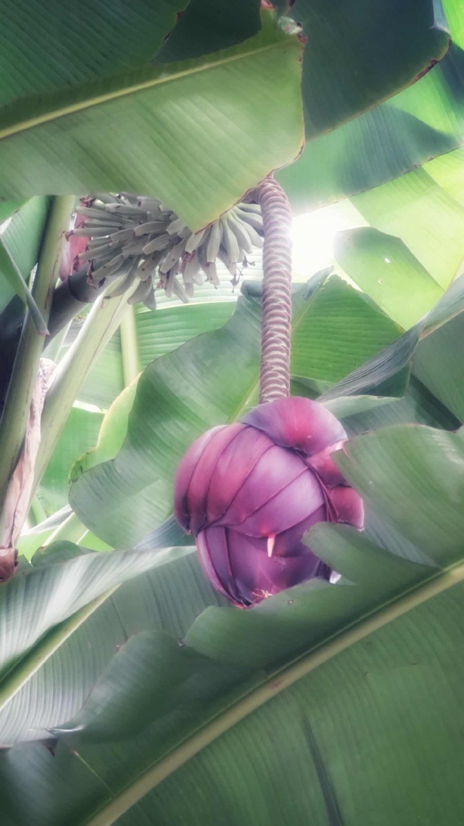 芭蕉开花是花王