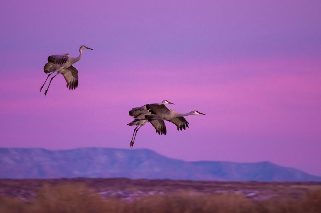 老片新修。 夕阳西下，三两只沙丘鹤划过泛着淡淡紫色的天际，结束了一天的旅程