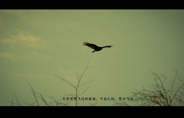 Flying in the sky