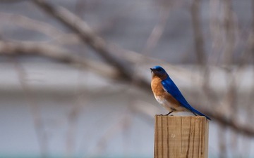 Eastern bluebird