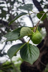 雅