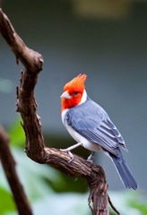 Red-Crested Cardinal