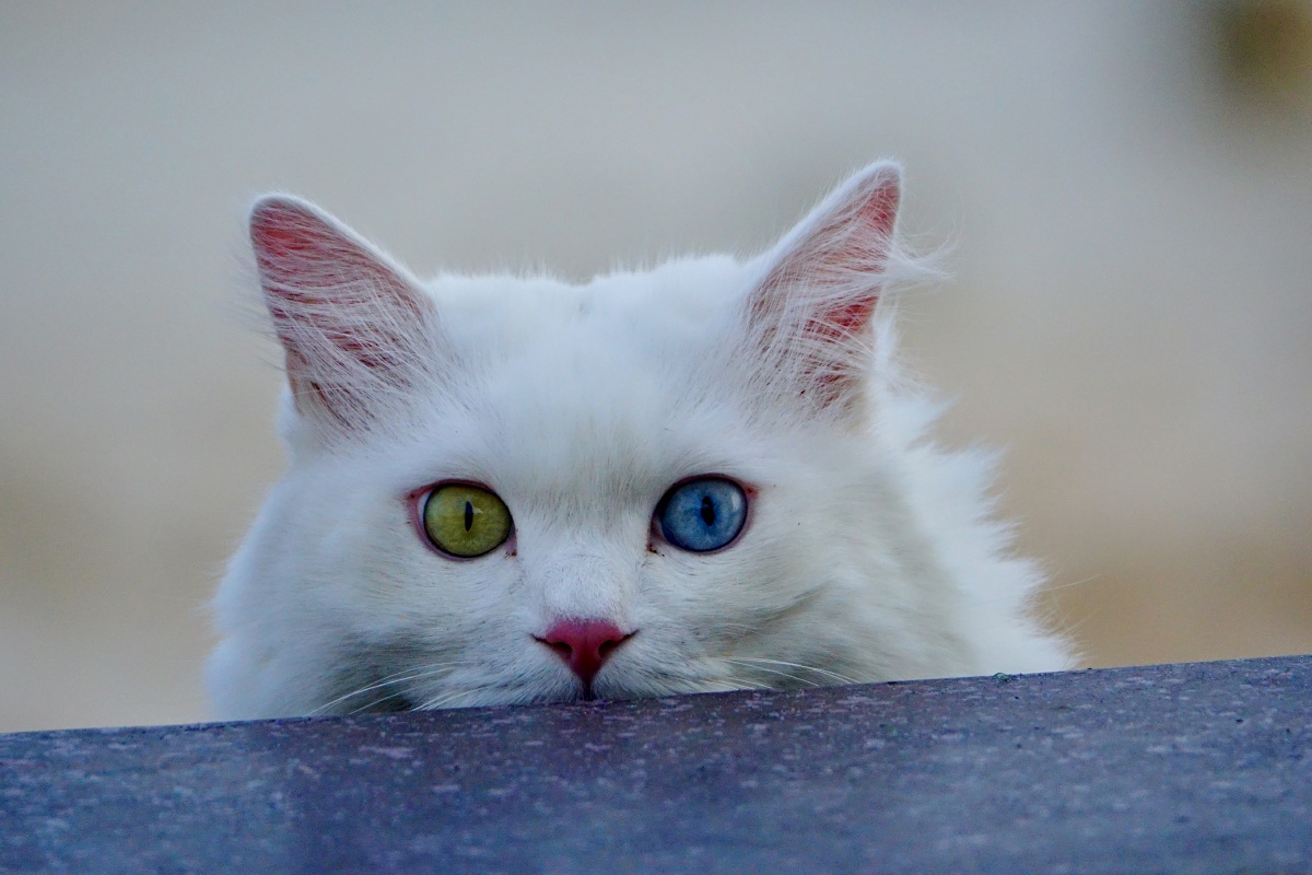 海边偶遇～ - 蓝瞳波斯喵242 - 图虫