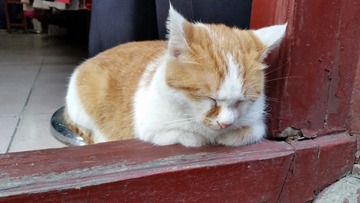 动物-猫-陈敏思-浙江西塘