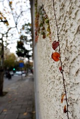 DSC_2080.jpg