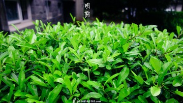 _DSC1501-2_副本.jpg