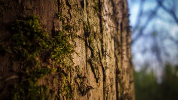 _DSC1738.jpg
