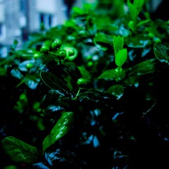_DSC2963.jpg