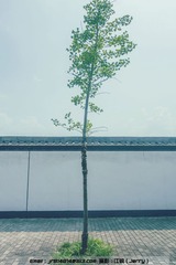 _DSC4508_副本.jpg