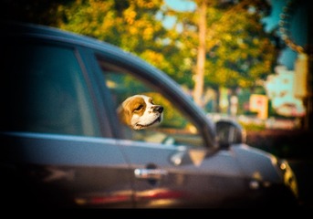 _DSC0288