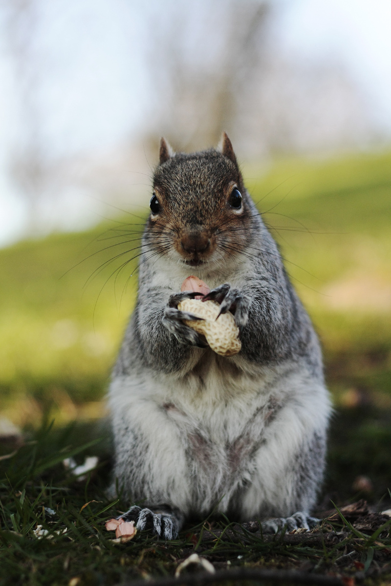 贪吃鼠2 - nutcrackers - 图虫网 - 最好的摄影师都在这