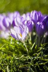 _MG_0209.jpg