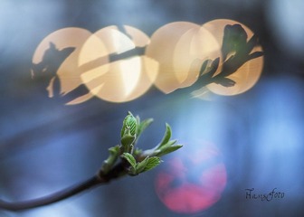 _MG_9803.jpg