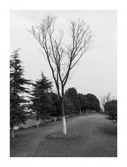 L1001015
