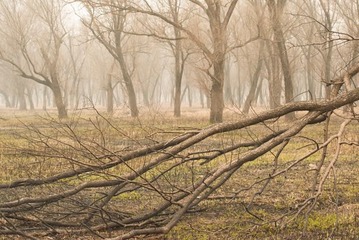 DSC_0528.jpg