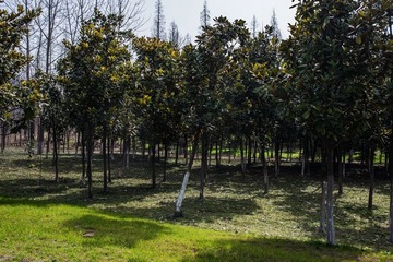 DSC_1968G.jpg