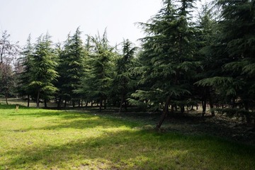 DSC_1971G.jpg